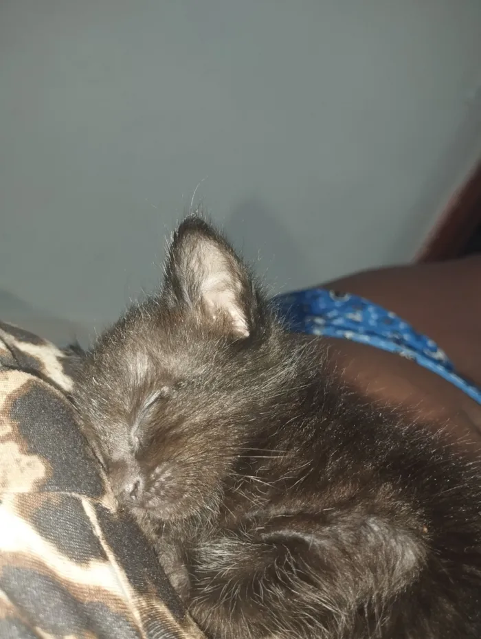 Gato raça SRD-ViraLata idade Abaixo de 2 meses nome Aragorn 
