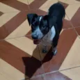 Cachorro raça SRD-ViraLata idade 7 a 11 meses nome Safira