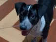 Cachorro raça SRD-ViraLata idade 7 a 11 meses nome Safira