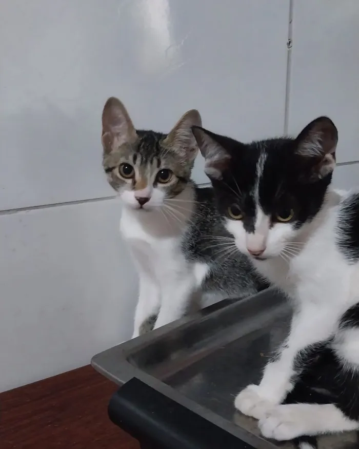 Gato raça SRD-ViraLata idade 2 a 6 meses nome Luna e Theo