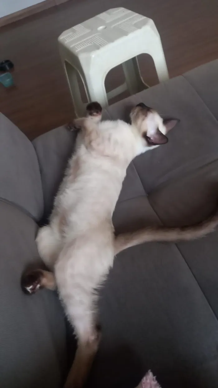 Gato raça SRD-ViraLata idade 1 ano nome Cleitinho