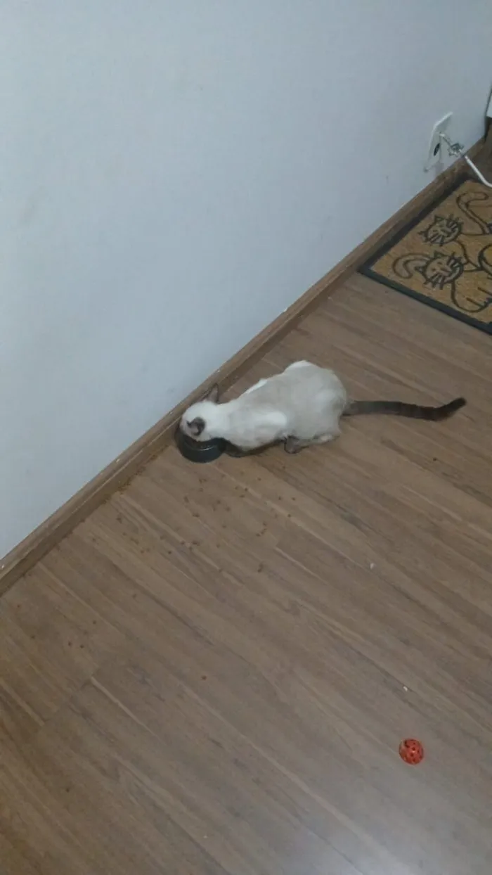 Gato raça SRD-ViraLata idade 1 ano nome Cleitinho