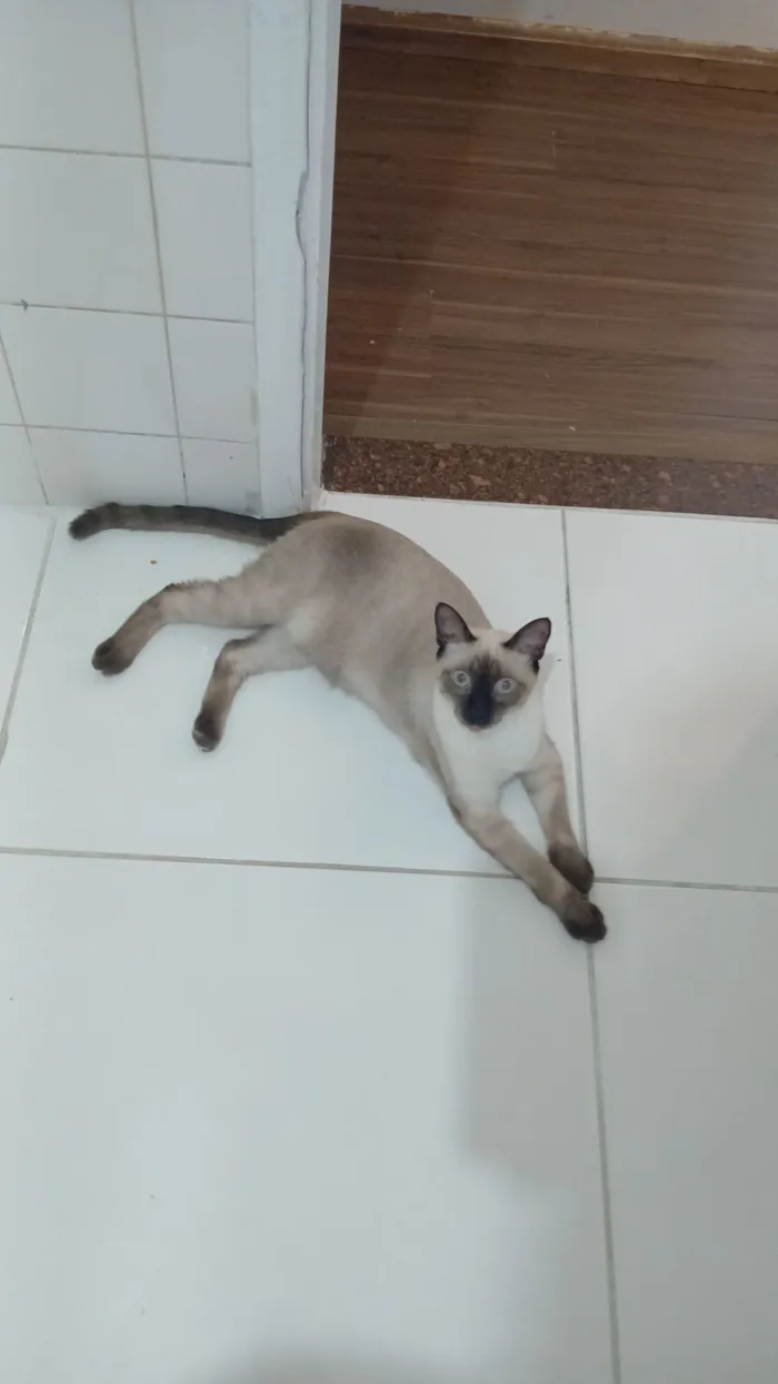 Gato raça SRD-ViraLata idade 1 ano nome Cleitinho