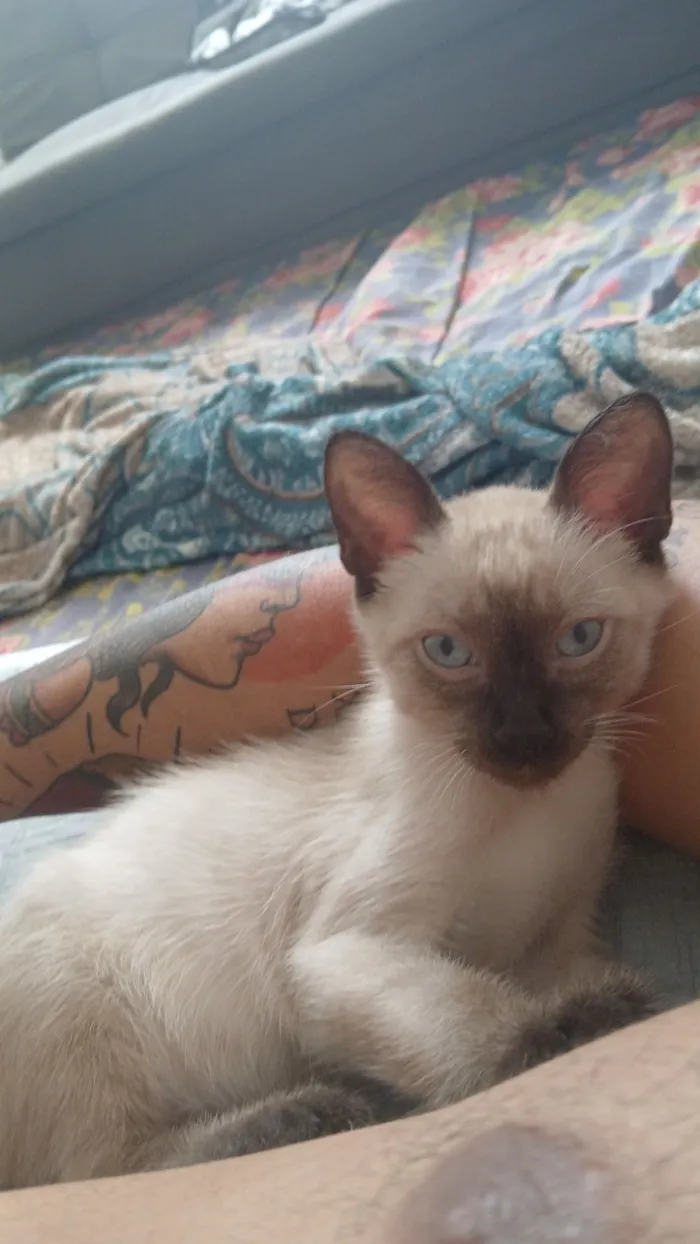 Gato raça SRD-ViraLata idade 1 ano nome Cleitinho