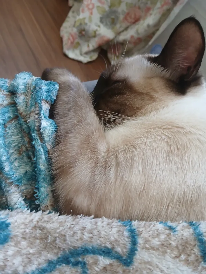 Gato raça SRD-ViraLata idade 2 anos nome Cleitinho