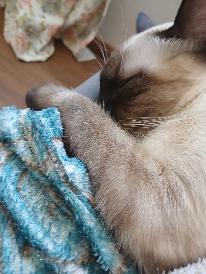 Gato raça SRD-ViraLata idade 2 anos nome Cleitinho