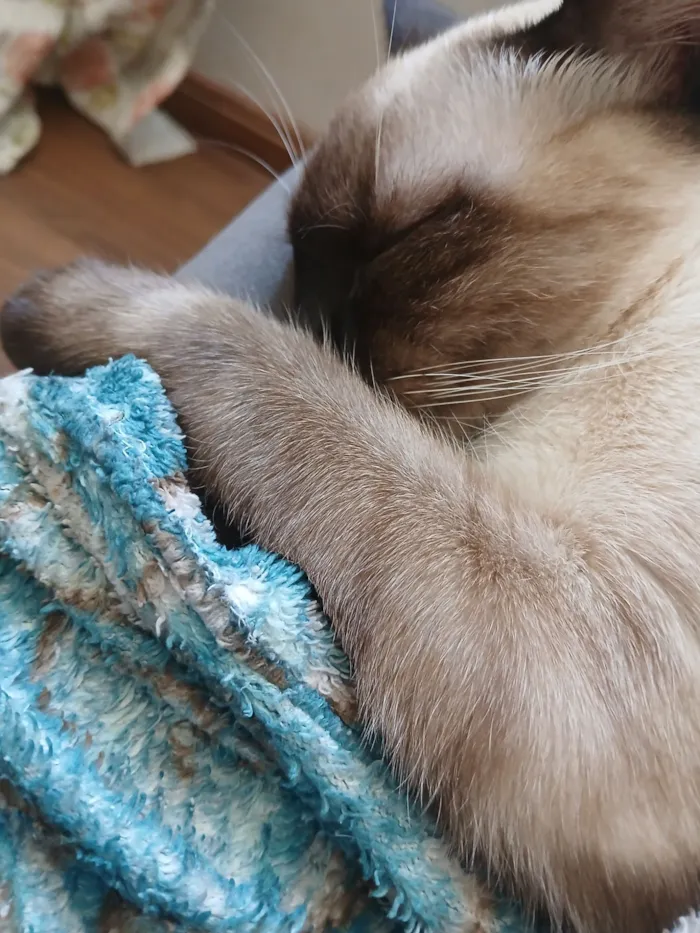 Gato raça SRD-ViraLata idade 2 anos nome Cleitinho