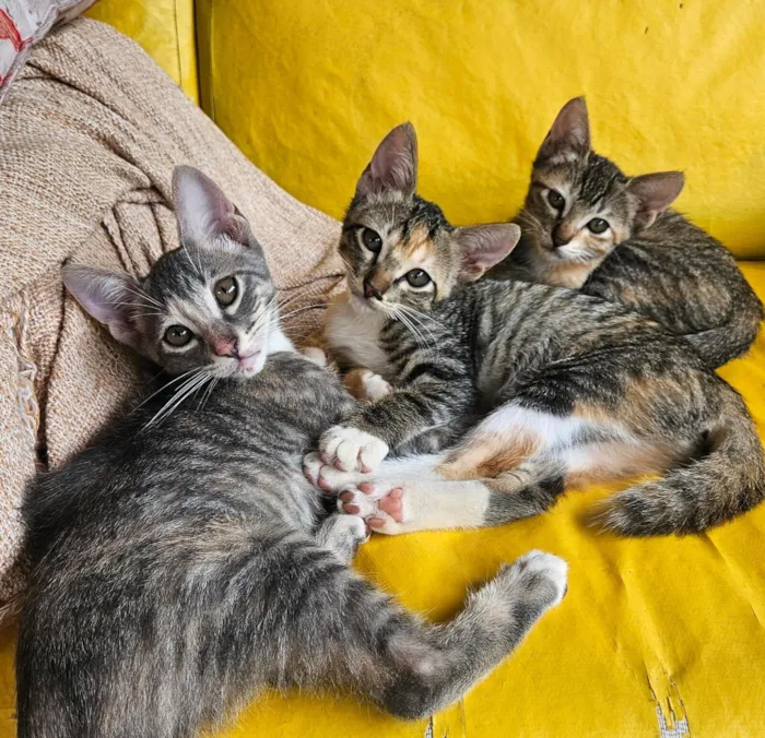Gato raça SRD-ViraLata idade 2 a 6 meses nome 4 fêmeas 