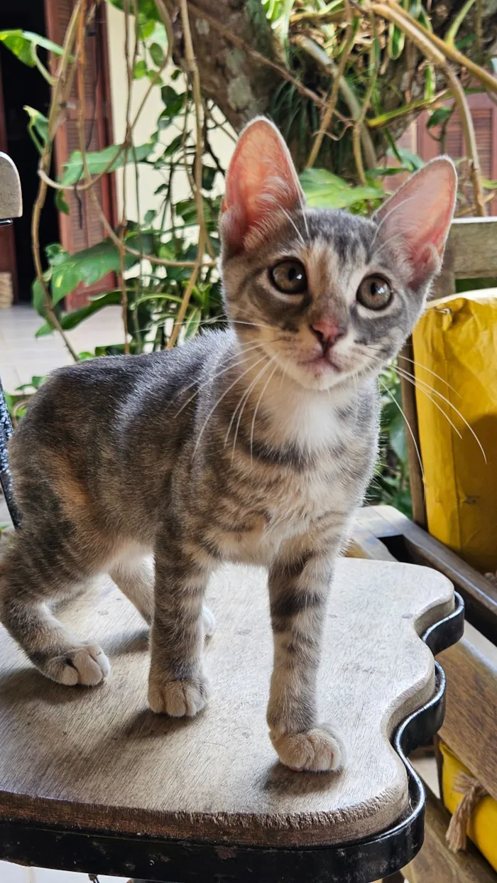 Gato raça SRD-ViraLata idade 2 a 6 meses nome 4 fêmeas 