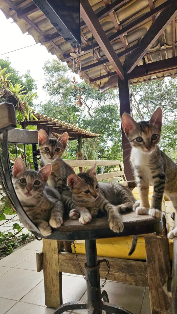 Gato raça SRD-ViraLata idade 2 a 6 meses nome 4 fêmeas 
