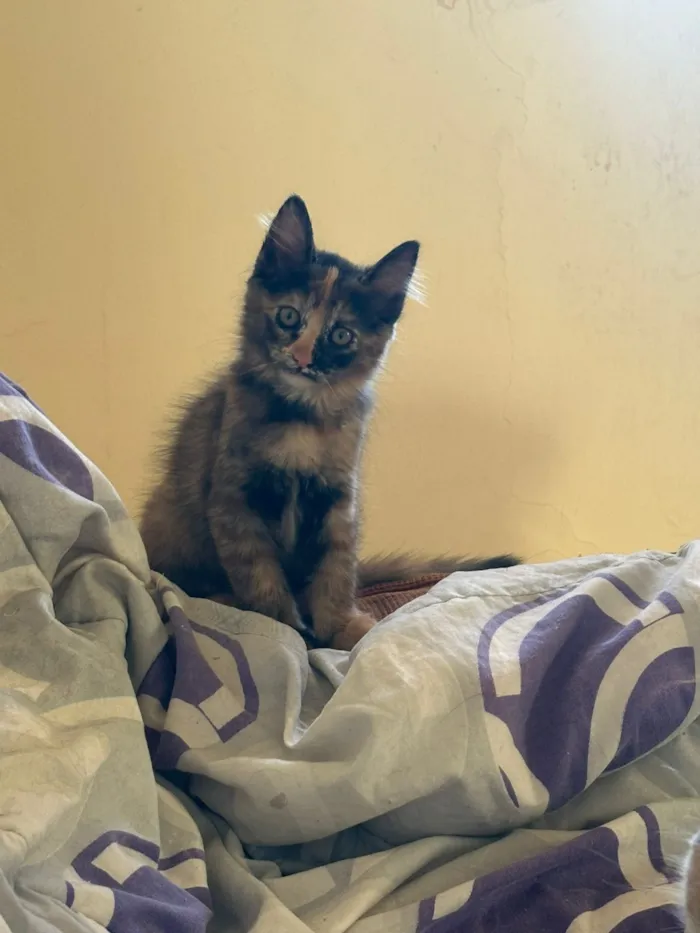 Gato raça SRD-ViraLata idade 2 a 6 meses nome Filhotes