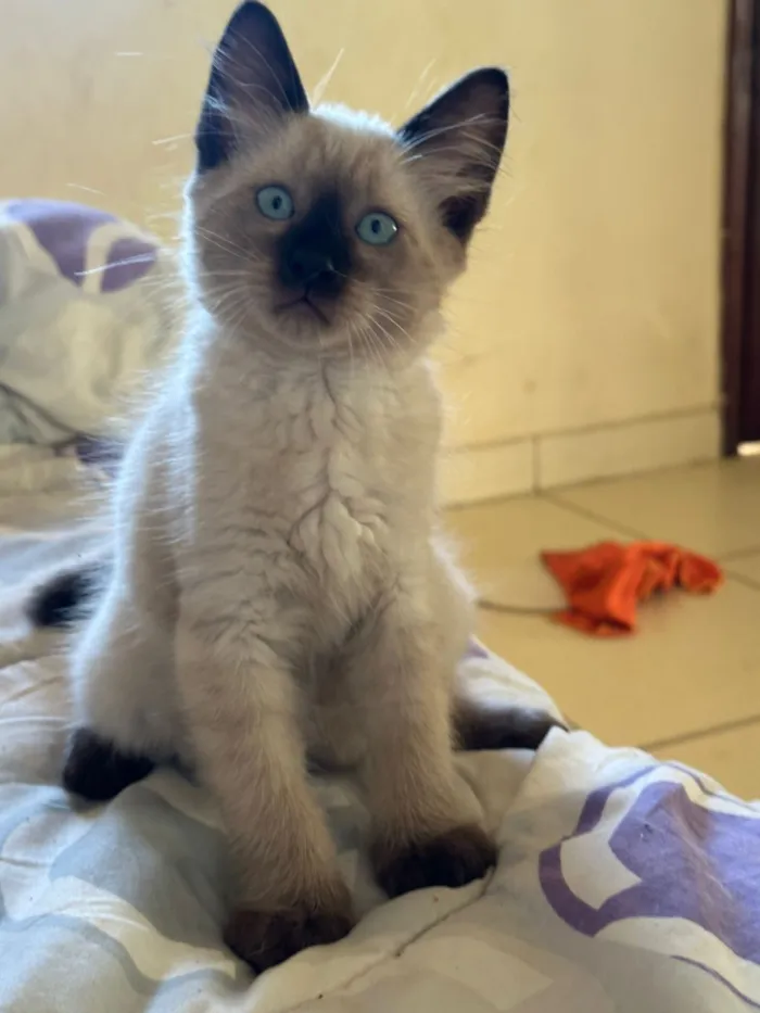 Gato raça SRD-ViraLata idade 2 a 6 meses nome Filhotes