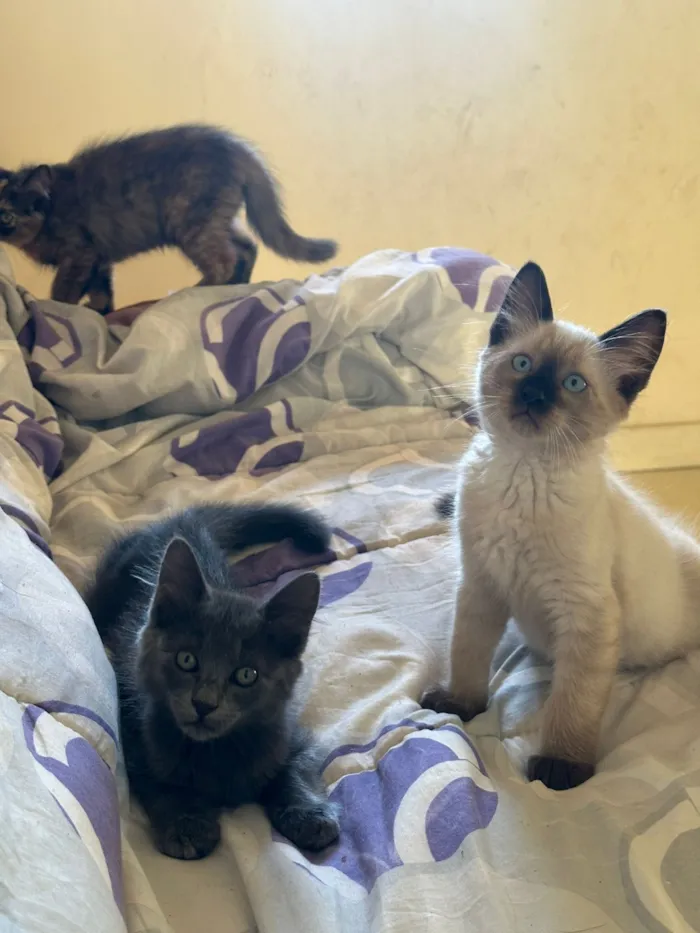 Gato raça SRD-ViraLata idade 2 a 6 meses nome Filhotes