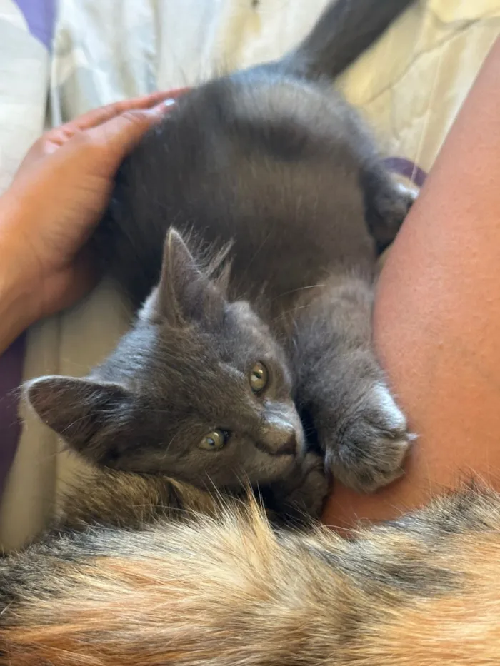 Gato raça SRD-ViraLata idade 2 a 6 meses nome Filhotes