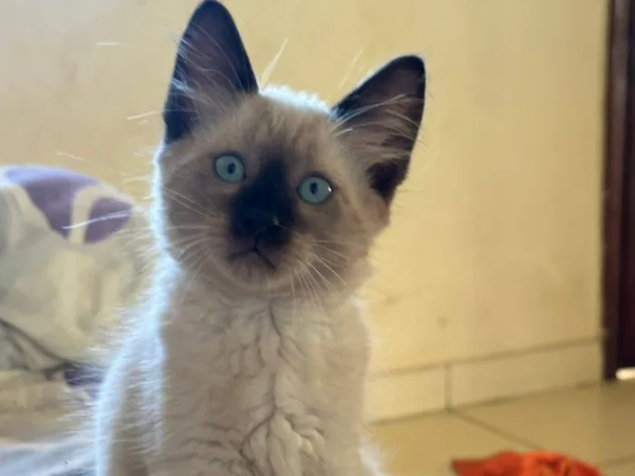 Gato raça SRD-ViraLata idade 2 a 6 meses nome Filhotes