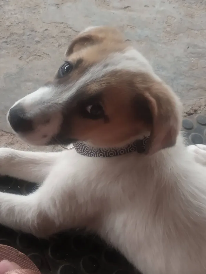 Cachorro raça SRD-ViraLata idade 1 ano nome Branquinha 