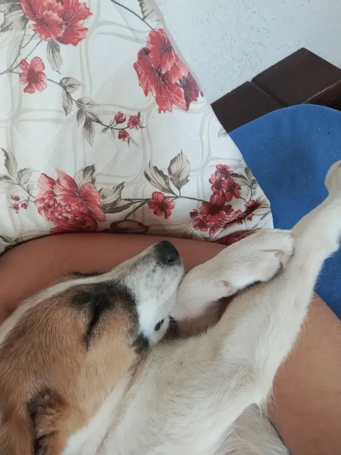 Cachorro raça SRD-ViraLata idade 1 ano nome Branquinha 