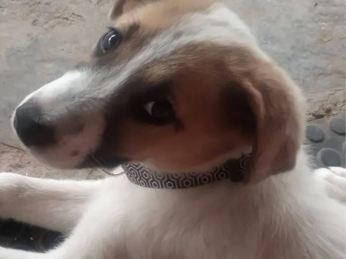 Cachorro raça SRD-ViraLata idade 1 ano nome Branquinha 