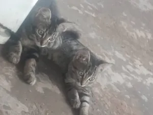 Gato raça SRD-ViraLata idade 2 a 6 meses nome Duas cinzas 