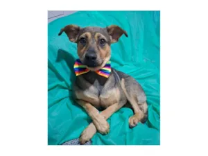 Cachorro raça SRD-ViraLata idade 7 a 11 meses nome Bento