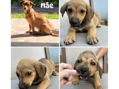 Cachorro raça SRD-ViraLata idade 1 ano nome Salsicha 
