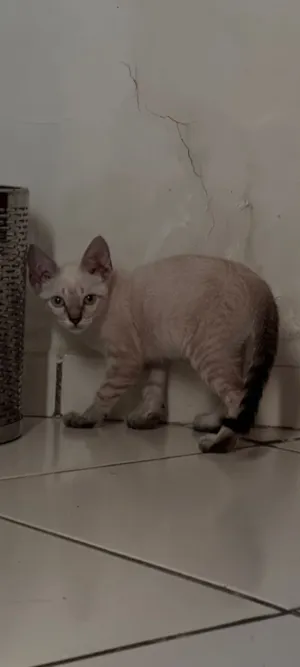 Gato raça SRD-ViraLata idade Abaixo de 2 meses nome pingo