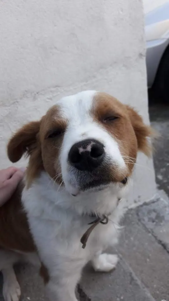 Cachorro raça SRD-ViraLata idade 6 ou mais anos nome BOLT 