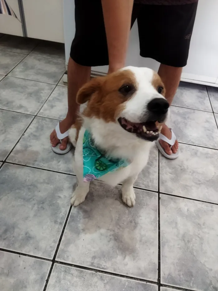 Cachorro raça SRD-ViraLata idade 6 ou mais anos nome BOLT 