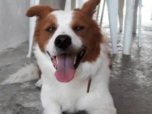 Cachorro raça SRD-ViraLata idade 6 ou mais anos nome BOLT 