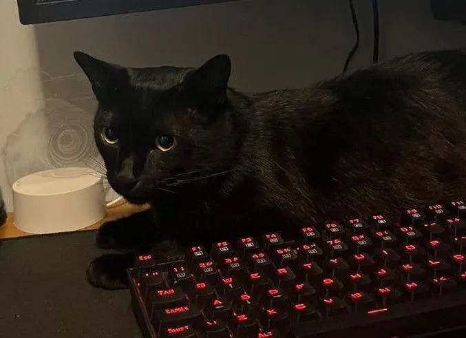 Gato raça SRD-ViraLata idade 2 anos nome Limão