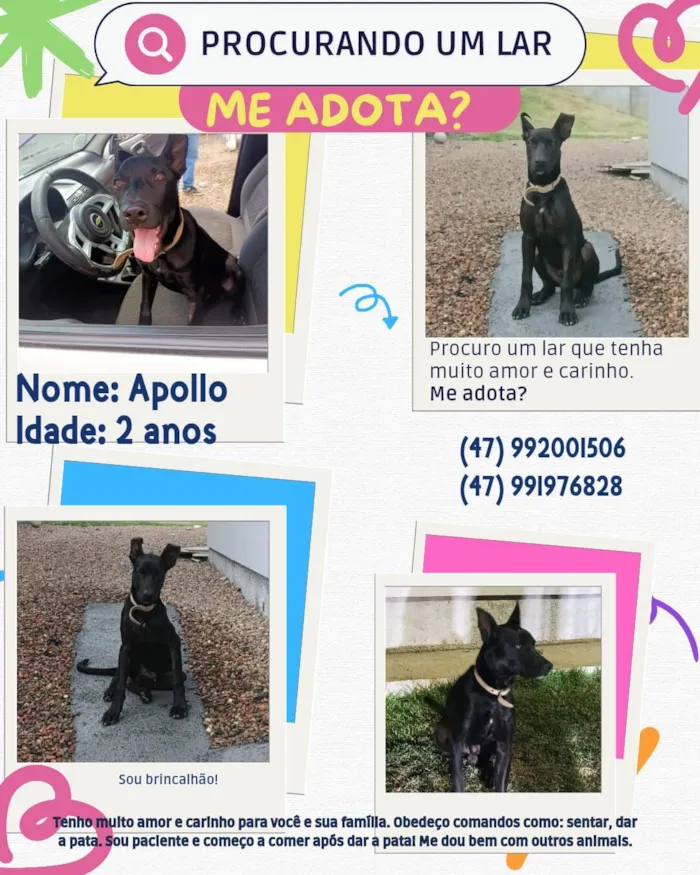 Cachorro raça SRD-ViraLata idade 2 anos nome Apollo