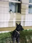 Cachorro raça SRD-ViraLata idade 2 anos nome Apollo