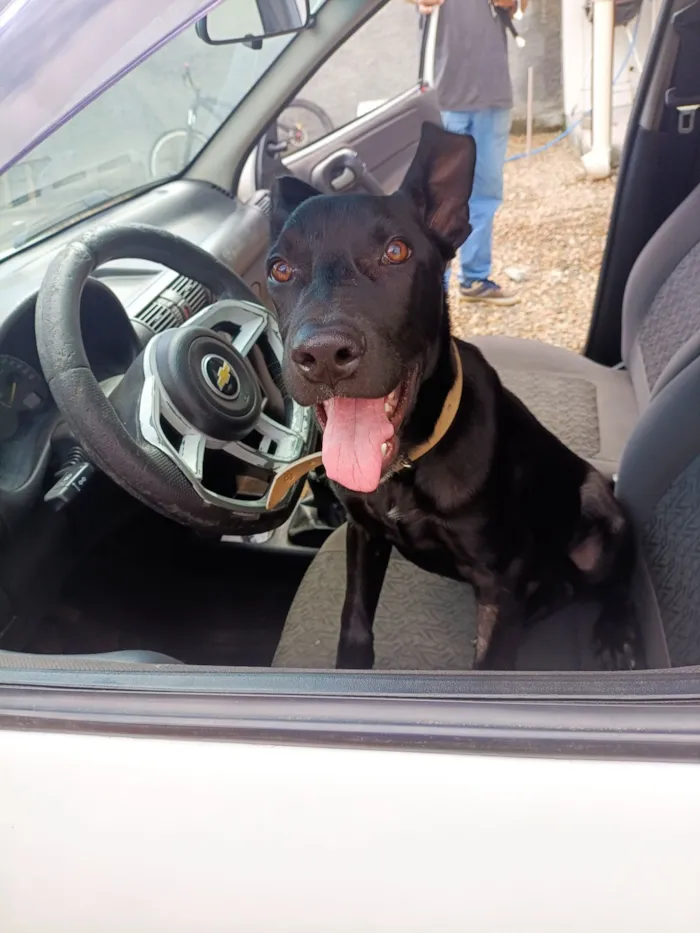 Cachorro raça SRD-ViraLata idade 2 anos nome Apollo