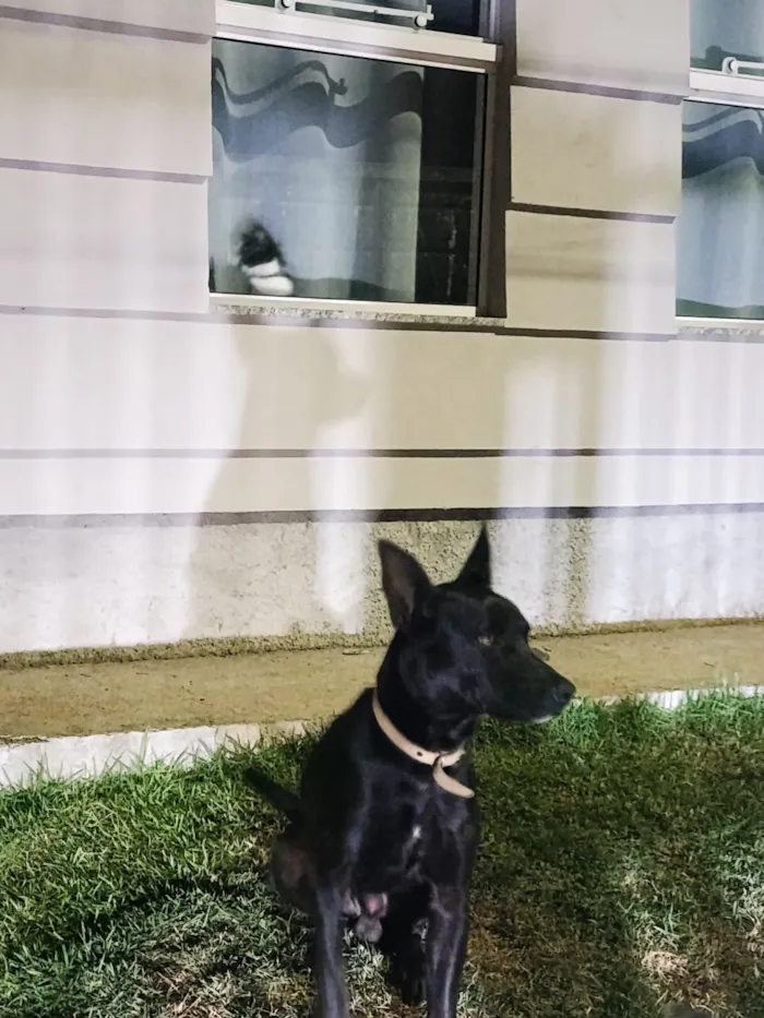 Cachorro raça SRD-ViraLata idade 2 anos nome Apollo