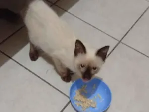 Gato raça Siamês idade 2 a 6 meses nome Sem nome ainda