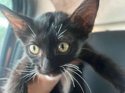 Gato raça SRD-ViraLata idade Abaixo de 2 meses nome Livia