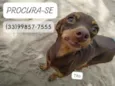 Cachorro raça Pinscher  idade 6 ou mais anos nome TITO