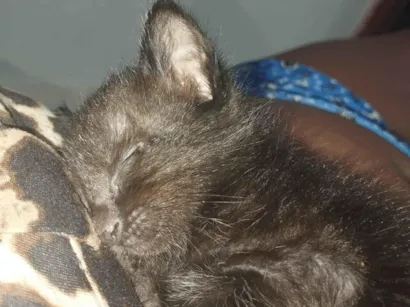 Gato raça SRD-ViraLata idade Abaixo de 2 meses nome Aragorn 