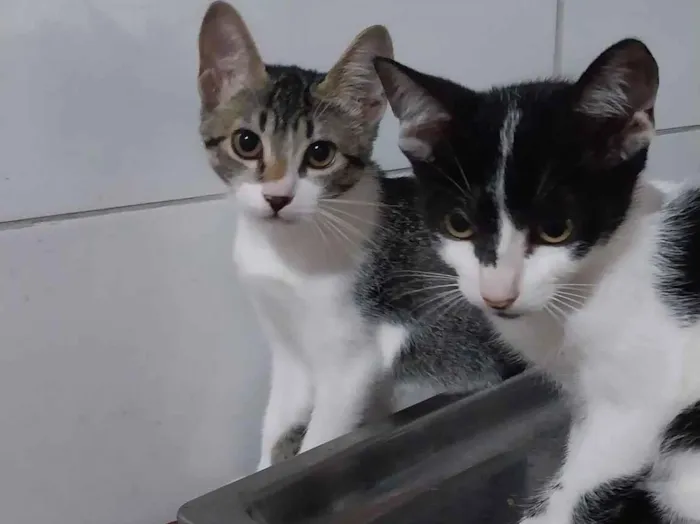 Gato raça SRD-ViraLata idade 2 a 6 meses nome Luna e Theo