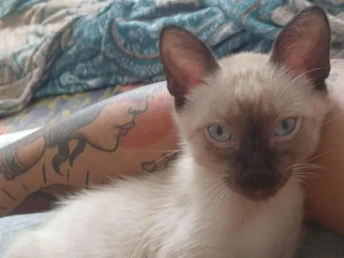 Gato raça SRD-ViraLata idade 1 ano nome Cleitinho