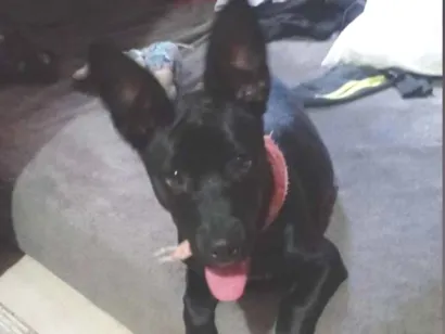 Cachorro raça SRD-ViraLata idade 1 ano nome Zaya