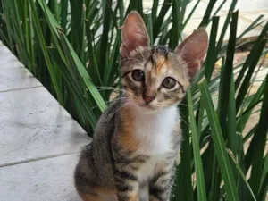 Gato raça SRD-ViraLata idade 2 a 6 meses nome 4 fêmeas 