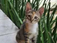 Gato raça SRD-ViraLata idade 2 a 6 meses nome 4 fêmeas 