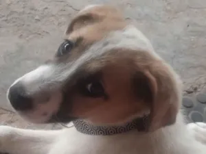 Cachorro raça SRD-ViraLata idade 1 ano nome Branquinha 