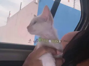 Gato raça SRD-ViraLata idade 2 a 6 meses nome Mel
