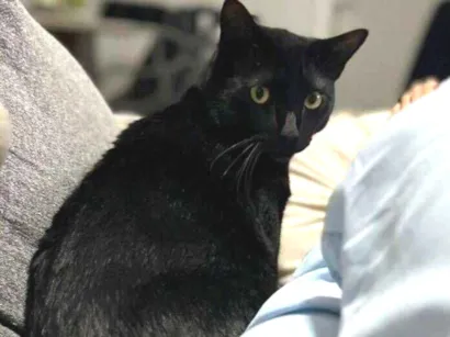 Gato raça SRD-ViraLata idade 2 anos nome Limão