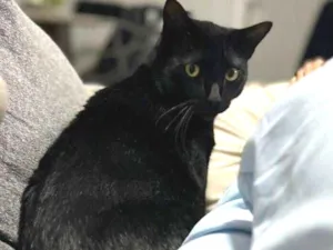 Gato raça SRD-ViraLata idade 2 anos nome Limão