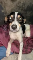 Cachorro raça SRD-ViraLata idade 2 a 6 meses nome Não sei 