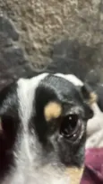 Cachorro raça SRD-ViraLata idade 2 a 6 meses nome Não sei 