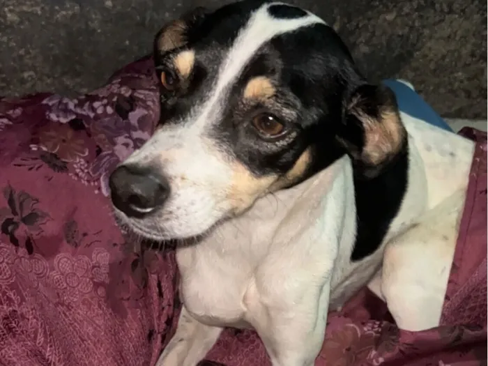 Cachorro raça SRD-ViraLata idade 2 a 6 meses nome Não sei 